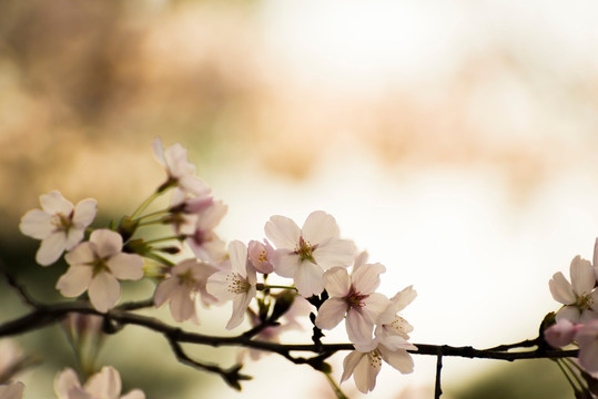 樱花 樱花挂枝头 白樱花 早