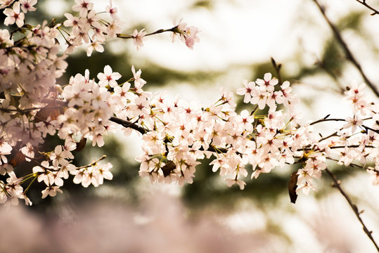 樱花 樱花挂枝头 白樱花 早