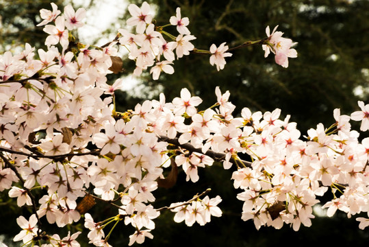 樱花 樱花挂枝头 白樱花 早