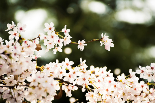 樱花 樱花挂枝头 白樱花 早