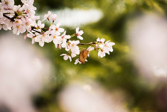 樱花 樱花挂枝头 白樱花 早