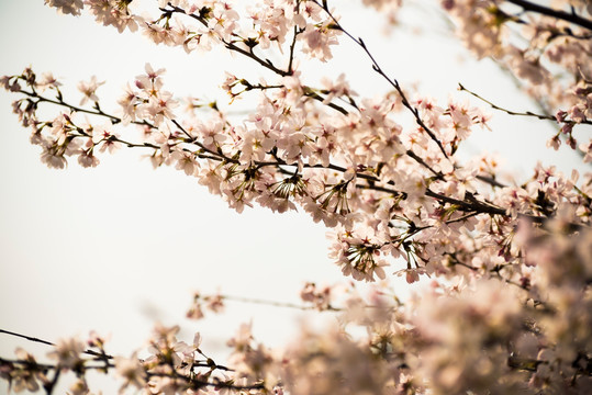 樱花 樱花挂枝头 白樱花 早