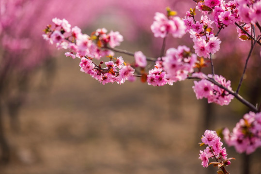 梅花