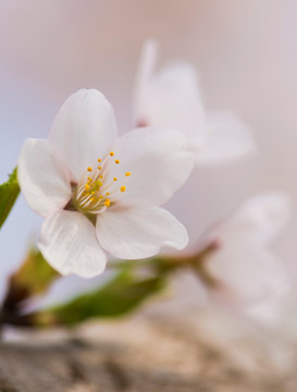 樱花 樱花挂枝头 白樱花 早