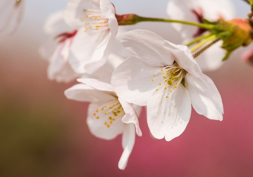 樱花 樱花挂枝头 白樱花 早