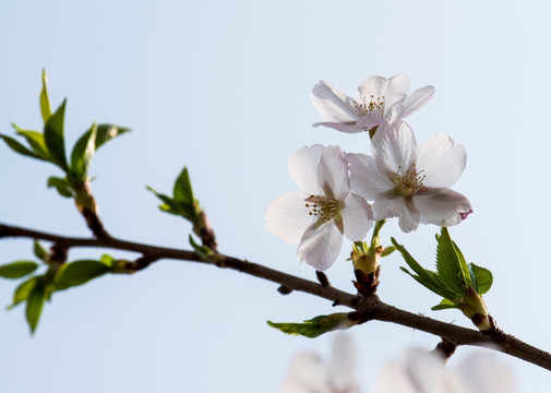 樱花 樱花挂枝头 白樱花 早