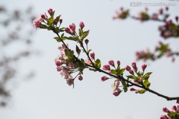 海棠花