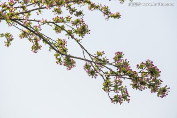 海棠花