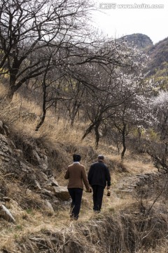 杏花 白色 寫生 春季 日出