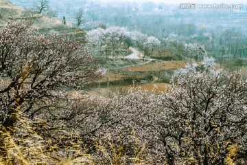 山村 杏花 白色 写生 春季