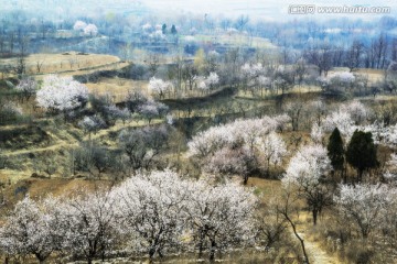 山村 杏花 白色 寫生 春季