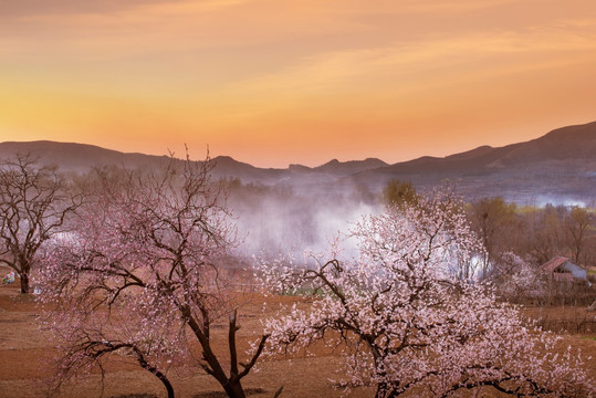 杏花 杏树 春天 树 山区