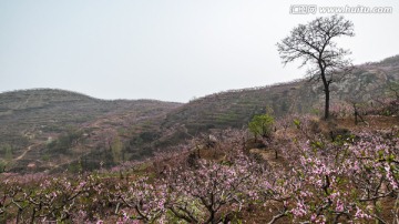 桃花 桃樹 寫意 山村 山景