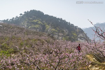 桃花 桃树 写意 山村 山景