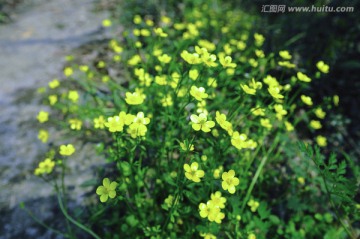 乡间路边的黄色野花