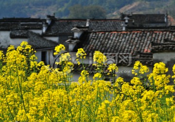 村边的油菜花