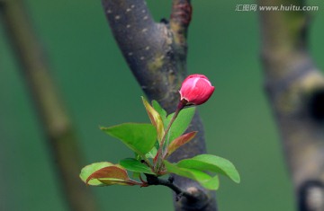 海棠花