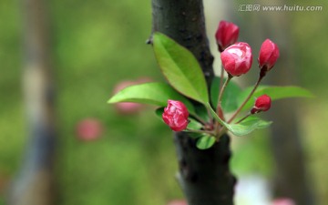 海棠花