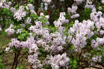 丁香花