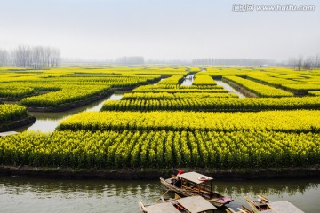 兴化油菜化 泰州市