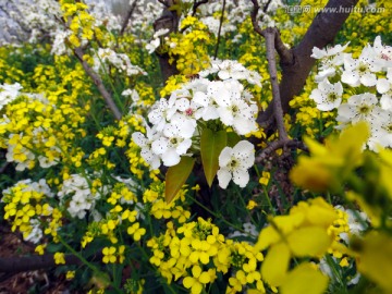 当梨花遇到油菜花