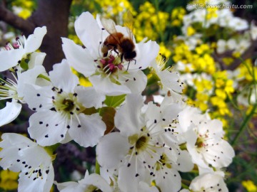 蜜蜂采蜜梨花