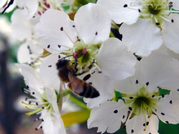 蜜蜂采蜜梨花