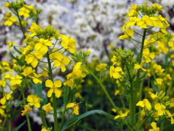 油菜花