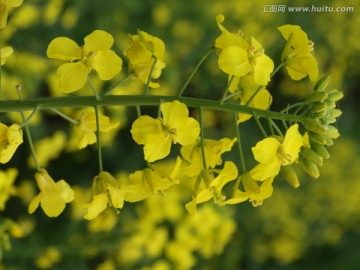 油菜花