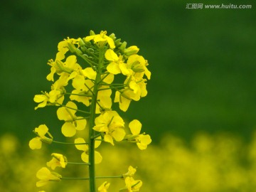 油菜花