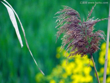 芦苇