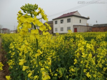 油菜花