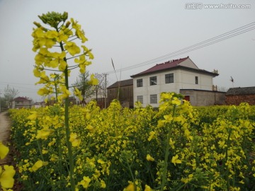 油菜花