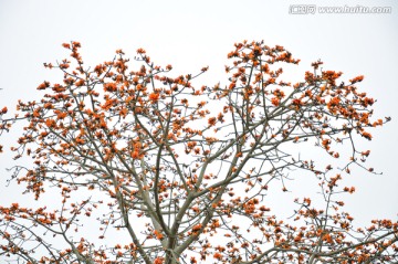 木棉花 英雄花