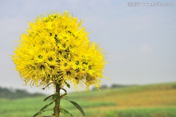 金蒲桃 澳洲黄花树