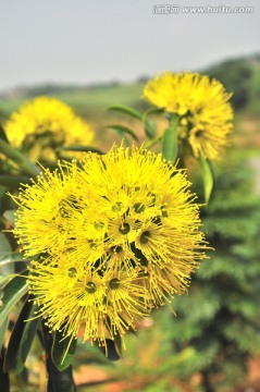 金蒲桃 澳洲黄花树