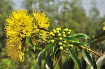 金蒲桃 澳洲黄花树