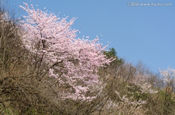 野樱花