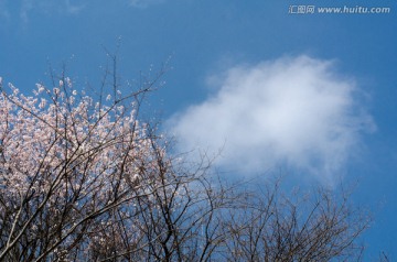 野樱花