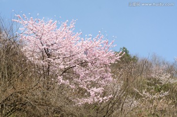 野樱花