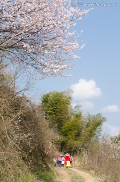 野樱花