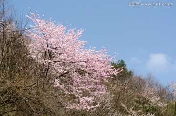 野樱花