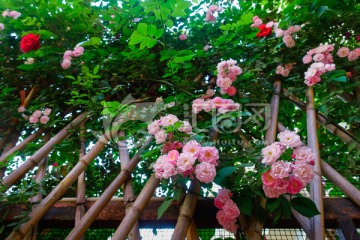 蔷薇花篱笆墙