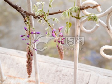 花卉风景 紫藤 栏杆