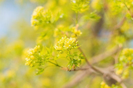 枫树开花