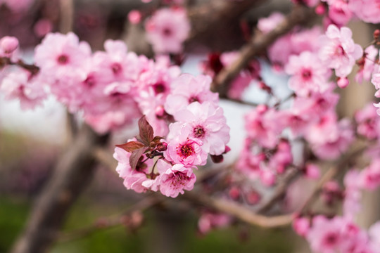 樱花