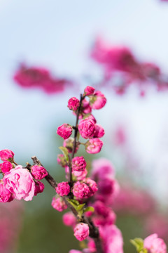 榆叶梅花