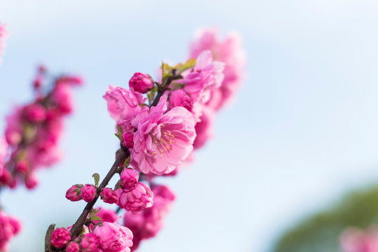 榆叶梅花