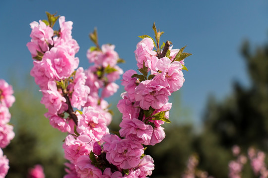 榆叶梅花