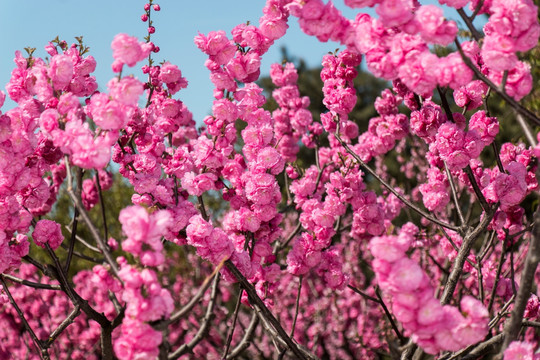 榆叶梅花